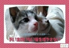飼い主のいない猫を増やさない　ー人と猫が共生できるまちを目指してー