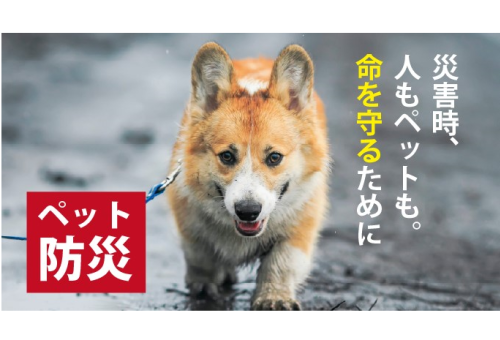 main_img