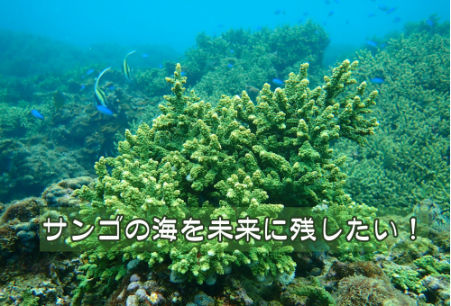水草  海藻  サンゴ 第5弾】サンゴの海を未来へ残したい！竹ヶ島海域公園魅力化