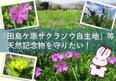 「田島ケ原サクラソウ自生地」等天然記念物を守りたい！（第4弾）