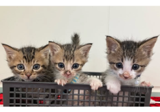 宇都宮市に収容された離乳前の子猫を救いたい！！プロジェクト2025