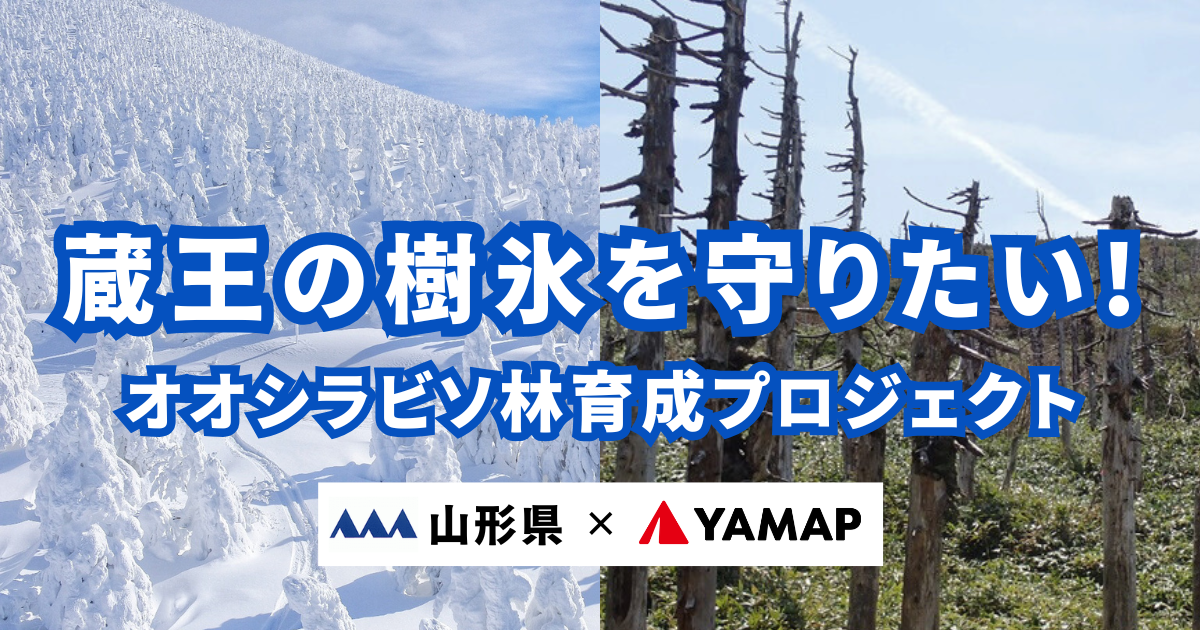蔵王の樹氷を守りたい！オオシラビソ林育成プロジェクト｜ふるさと納税