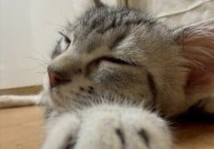 第３弾　飼い主がいない猫をなくしたい！ ｜ 人と猫が幸せに暮らせるまちを目指して