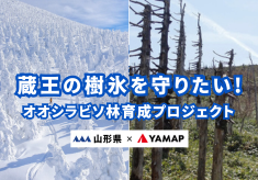 蔵王の樹氷を守りたい!オオシラビソ林育成プロジェクト