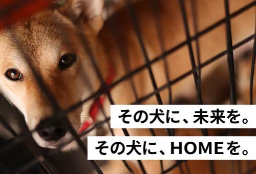 譲渡対象から外れた犬にも未来を【真の殺処分ゼロに向けて】｜ふるさと