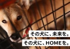 譲渡対象から外れた犬にも未来を【真の殺処分ゼロに向けて】