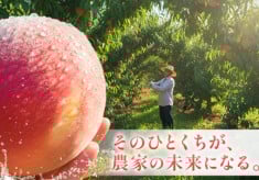 10年後には桃が無くなる..！？　今ならまだ間に合います！消えゆく桃畑に、皆さまからのご支援を