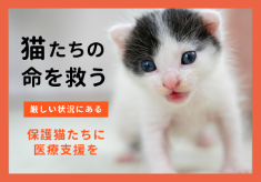 【ピースニャンコ】猫たちを救う!厳しい状況にある保護猫たちへ、医療支援を