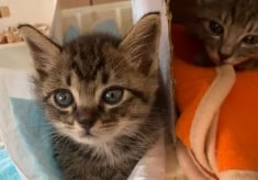 一匹一匹を、地域の家族に。行方市の動物愛護プロジェクト