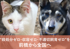 病気・シニアの子の譲渡とTNR活動の推進で【殺処分ゼロ・収容ゼロ・不適切飼育ゼロ】を前橋から全国へ