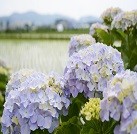 プロジェクトオーナー