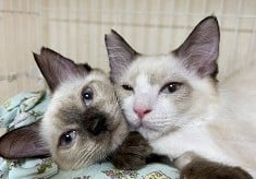 飼い主のいない猫たちとの共生を目指して