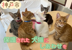 こうべ発・動物共生プロジェクト　ー人と犬猫がもっとしあわせに暮らせるようにー