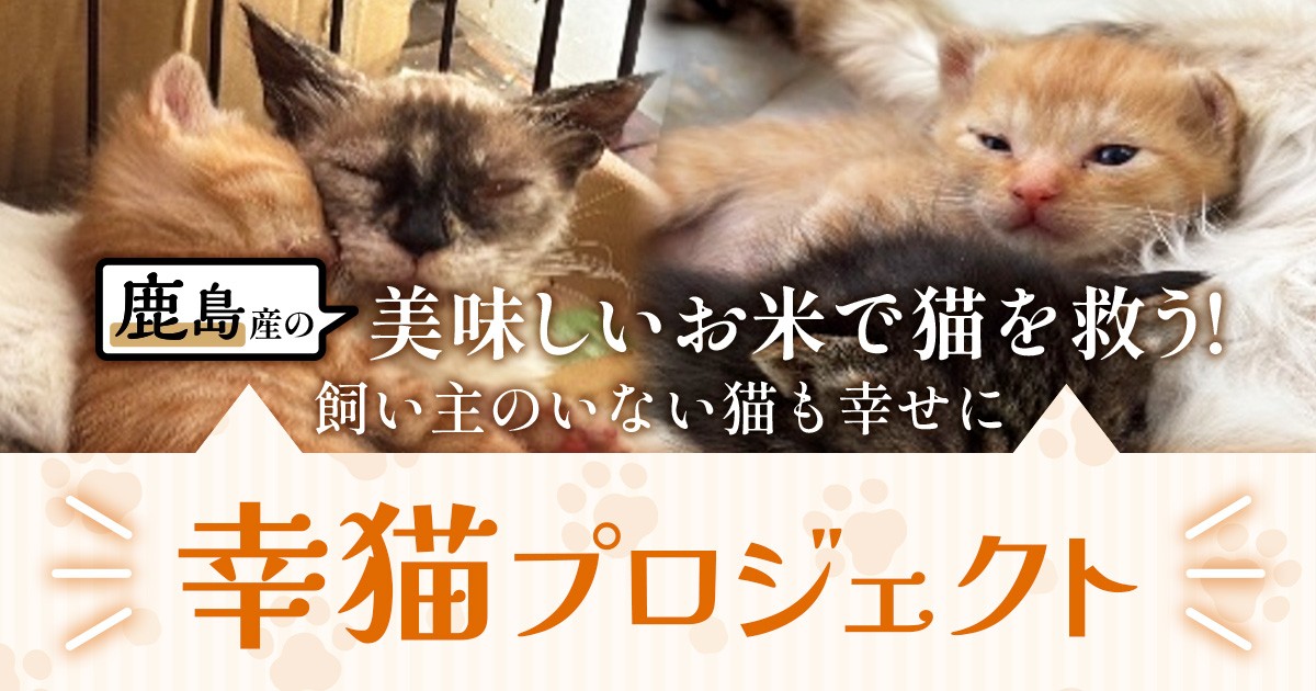 鹿島産の美味しいお米で猫を救う！飼い主のいない猫も幸せに 「幸猫