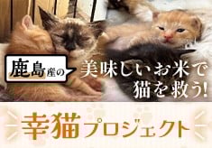 鹿島産の美味しいお米で猫を救う！飼い主のいない猫も幸せに　「幸猫プロジェクト」 今年もお願いします！