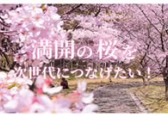 満開の桜を次世代につなげたい！【桜の名所の保全】