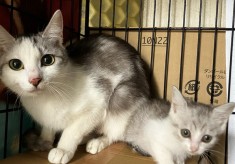 不幸な猫を減らしたい！TNR活動を支援し、人も猫も安心して暮らせるまちに！！