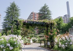 【第１期】四季の香ローズガーデン開園10周年記念プロジェクト（練馬みどりの葉っぴい基金）