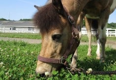 名馬のまちに、未来を育てる学びを― 北海道新ひだか町から“ふるさと教育”を次世代へ ―