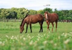 引退馬に輝くセカンドキャリアを。「馬と人の未来」応援プロジェクト