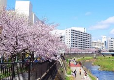 【第２弾】江戸時代から続く桜並木を将来に引き継ぐ-戸塚区柏尾川桜並木-