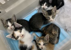 飼い主のいない猫を増やさない！ー 不幸な命を増やさないプロジェクト ー