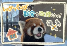 札幌市円山動物園／レッサーパンダが快適に過ごせるよう獣舎を改修したい