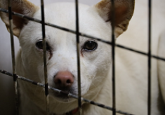 【ピースワンコ】9200頭を救った広島から「全国殺処分ゼロ」へ。野犬の保護・譲渡促進を