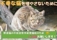 【香川・殺処分ゼロ】不幸な猫を増やさない！猫とともに生きる観音寺を目指して