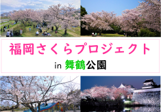 みんなで咲かせよう、公園に桜を！福岡さくらプロジェクト【舞鶴公園】