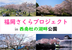みんなで咲かせよう、公園に桜を！福岡さくらプロジェクト【西南杜の湖畔公園】
