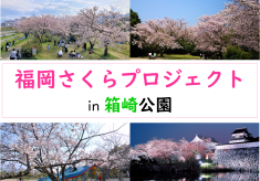 みんなで咲かせよう、公園に桜を！福岡さくらプロジェクト【箱崎公園】