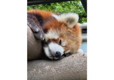 「いのちを感じる」夢見ヶ崎動物公園の動物たちの様々な姿を動画配信で届けたい！