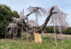 次世代へつなぐ、北杜のサクラ保全プロジェクト