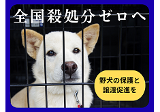 【ピースワンコ】9200頭を救った広島から「全国殺処分ゼロ」へ。野犬の保護・譲渡促進を