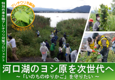 特定外来生物の脅威×河口湖のヨシ原｜「いのちのゆりかご」を覆い尽くすアレチウリから、水辺の生態系を守り抜きたい！