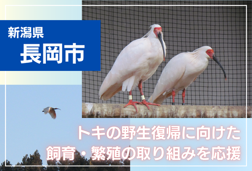 main_img