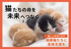 【ピースニャンコ】猫たちの命を未来へつなぐ。厳しい状況にある猫たちへ、医療支援を