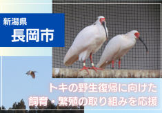 トキの野生復帰に向けた飼育・繁殖の取り組みを応援！