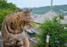 しあわせにゃんこライフのために～猫もウェルビーイングなまちに！