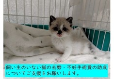 飼い主のいない猫を減らしたい！［第2弾］