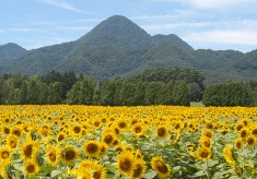 矢巾町煙山ひまわりパークプロジェクト