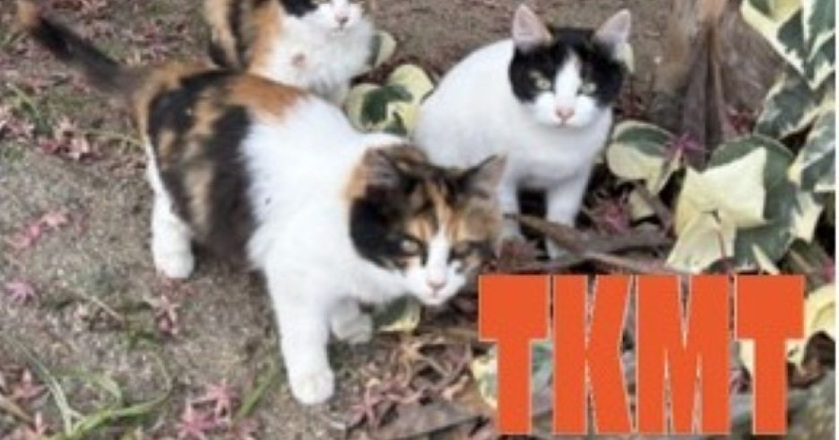 飼い主のいない猫を増やさない！【たかまつwithにゃんこプロジェクト