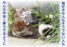【第４弾】人と猫がなかよく暮らすために！不妊去勢手術費用支援プロジェクト