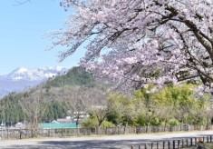 長山公園さくらプロジェクト【最終弾】様々な桜が長期間楽しめるスポットにしたい！