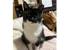飼い主のいない猫を増やさない　－ 人と猫が共生できるまちを目指して －