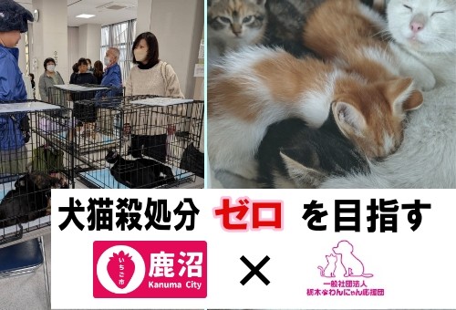 猫ちゃん　割れあり　節抜けあり　現品処分 犬猫殺処分ゼロを目指すプロジェクト｜ふるさと納税のガバメント