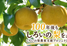 「１００年後もしろいの梨を！」　しろいの梨農家支援プロジェクト