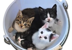 不幸な猫を減らしたい！TNR活動を支援し、人も猫も安心して暮らせるまちに！！！