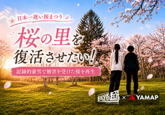 雪害で20本もの桜が倒木！釧路町の桜復活プロジェクト